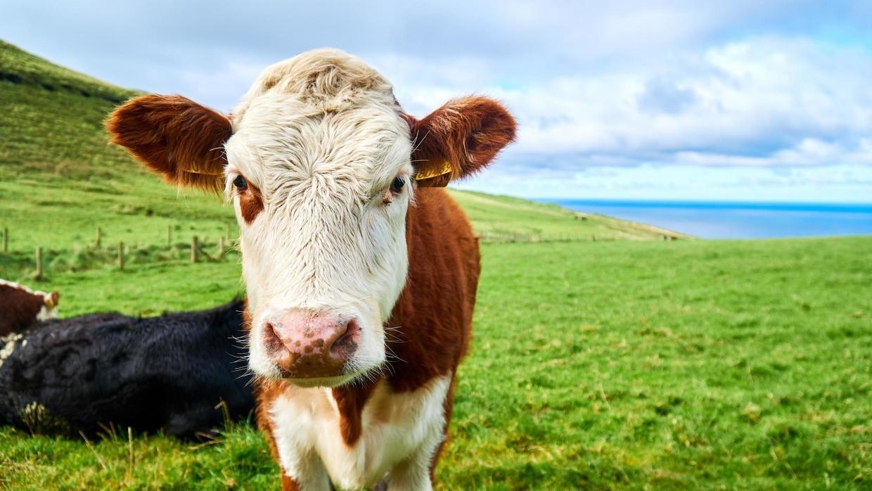 Mickey the Irish Cow