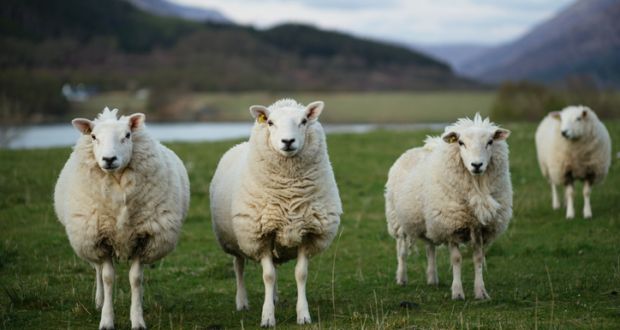 4-irish-sheep-looking-at-the-camera-standing-on-the-green-grass