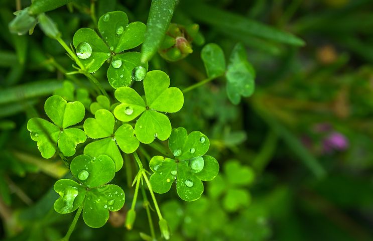 Shamrock - Ireland's national symbol